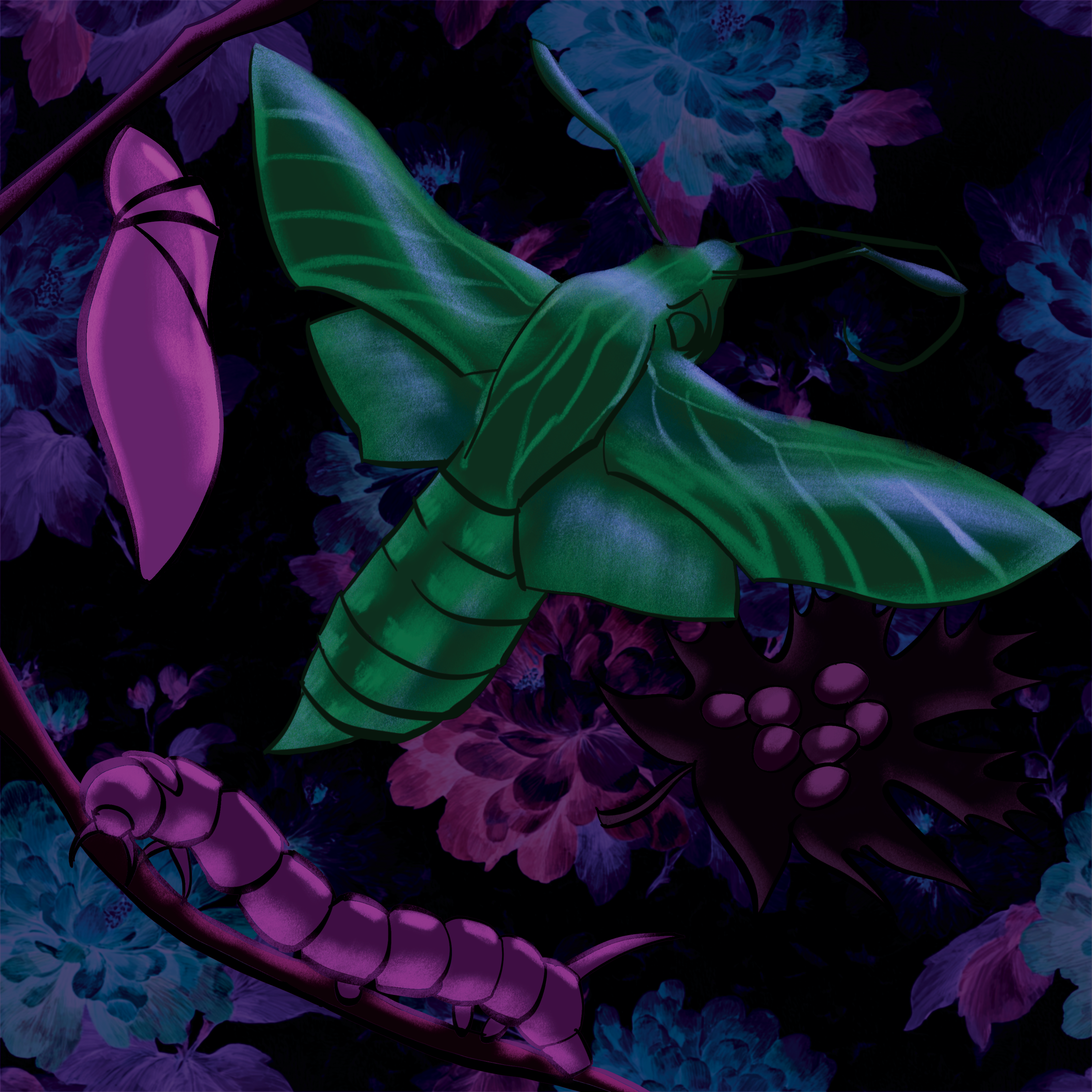 Metamorphosis Metamorphosis