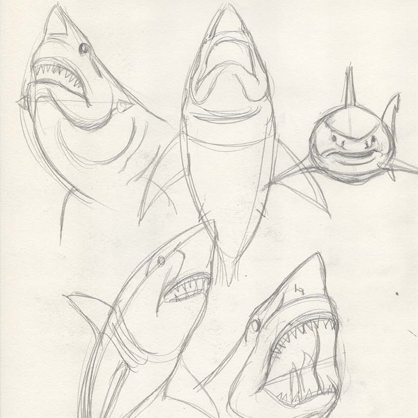 Shark Sketch3